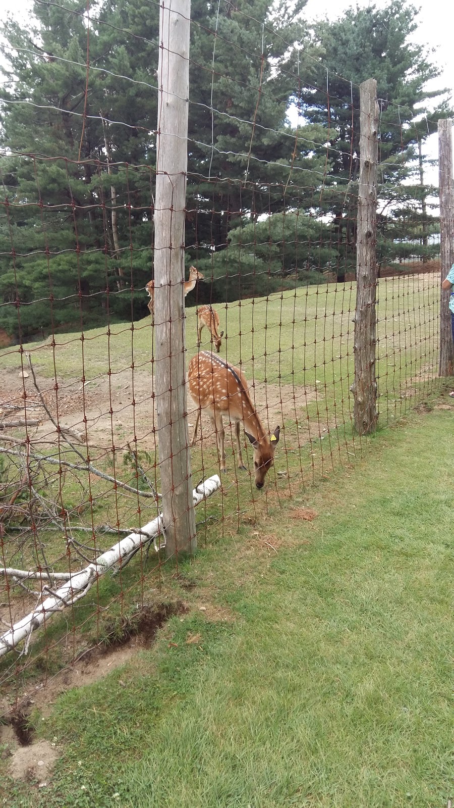 Zoo St-Édouard | 3381 Rang des Chutes, Saint-Édouard-de-Maskinongé, QC J0K 2H0, Canada | Phone: (819) 268-5150