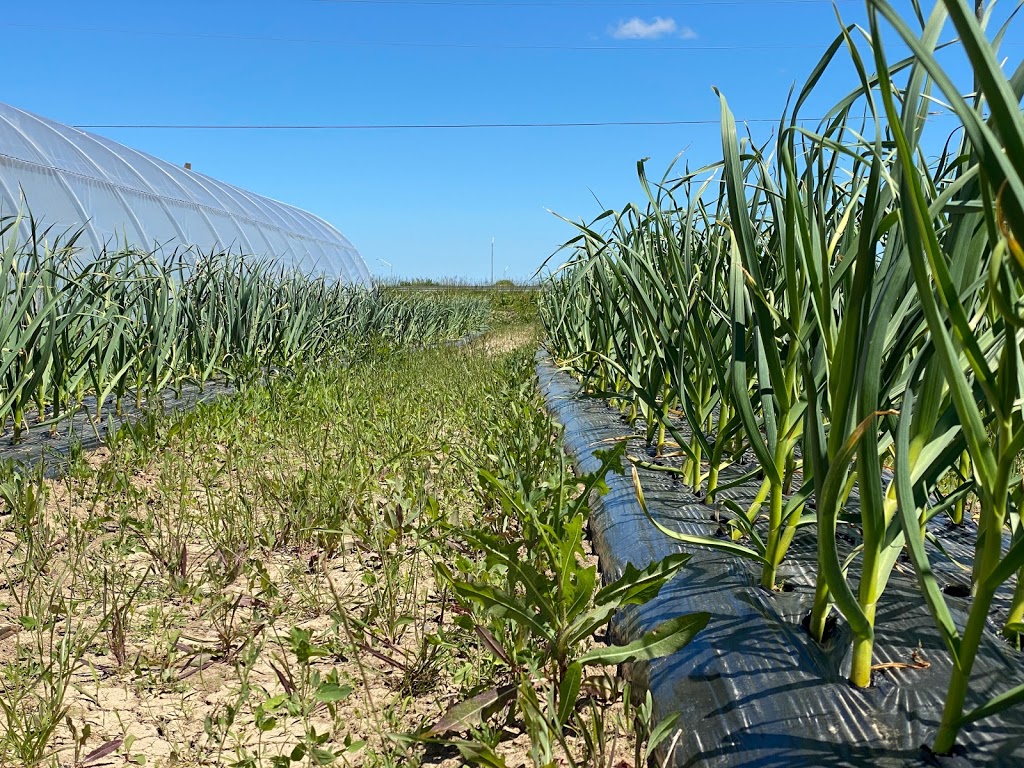 Small Scale Farms | 13145 Lundys Ln, Allanburg, ON L0S 1A0, Canada | Phone: (844) 769-7333