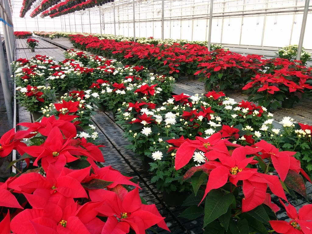 Debono Greenhouses & Garden Centre | 771 Concession 11 Townsend, Waterford, ON N0E 1Y0, Canada | Phone: (519) 443-7300