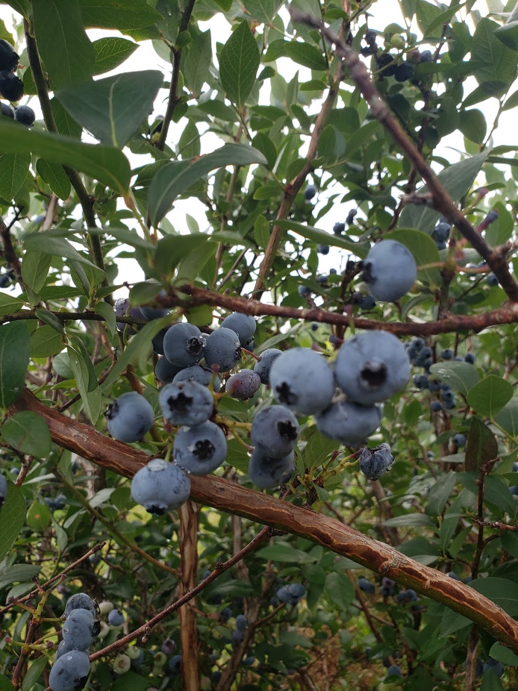 Wilsons Fresh Blueberries | 61 Settlement Rd, Lindsay, ON K9V 4R5, Canada | Phone: (705) 928-0752