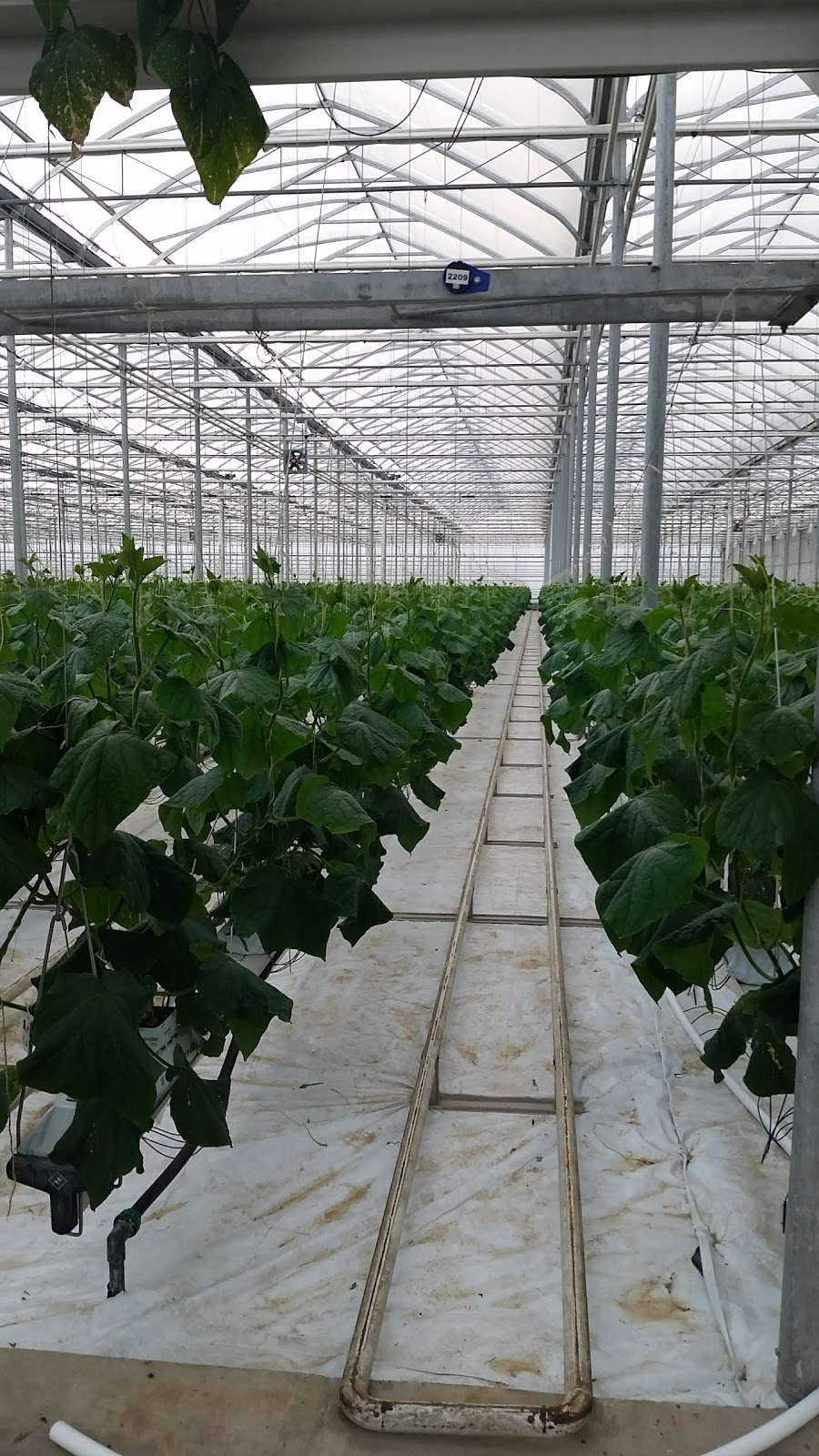 Beverly Greenhouses Ltd | 1247 Concession 4 W, Waterdown, ON L8B 1K2, Canada | Phone: (905) 628-2503