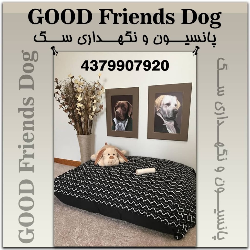 Dog Friends Good | 43 Palmer Ave, Richmond Hill, ON L4C 1N6, Canada | Phone: (437) 990-7920