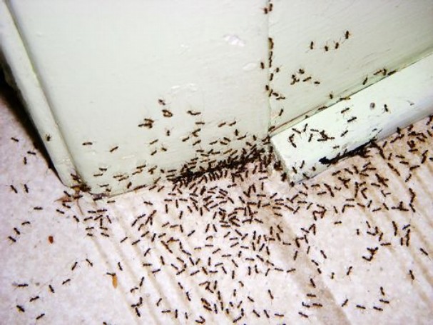 Pest Control Langley BC |Active bc,Pest Exterminators Ant ,Bed B | 22370 47a Ave, Langley City, BC V2Z 1M5, Canada | Phone: (778) 695-7777