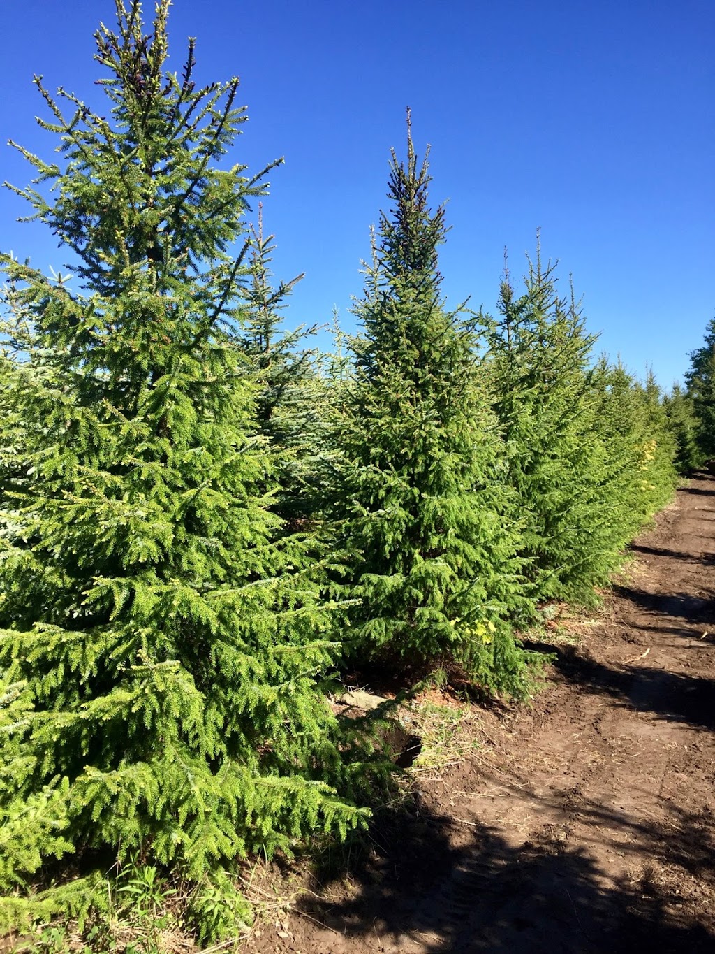 Ontario Tree Farms | 12465 Albion Vaughan Rd, Kleinburg, ON L0J 1C0, Canada | Phone: (416) 606-6883