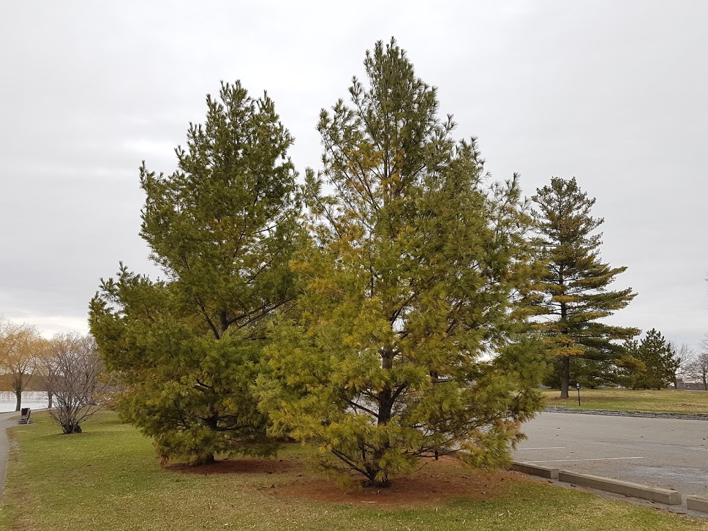 Parc Moussette | 361 Boulevard de Lucerne, Gatineau, QC J9A, Canada