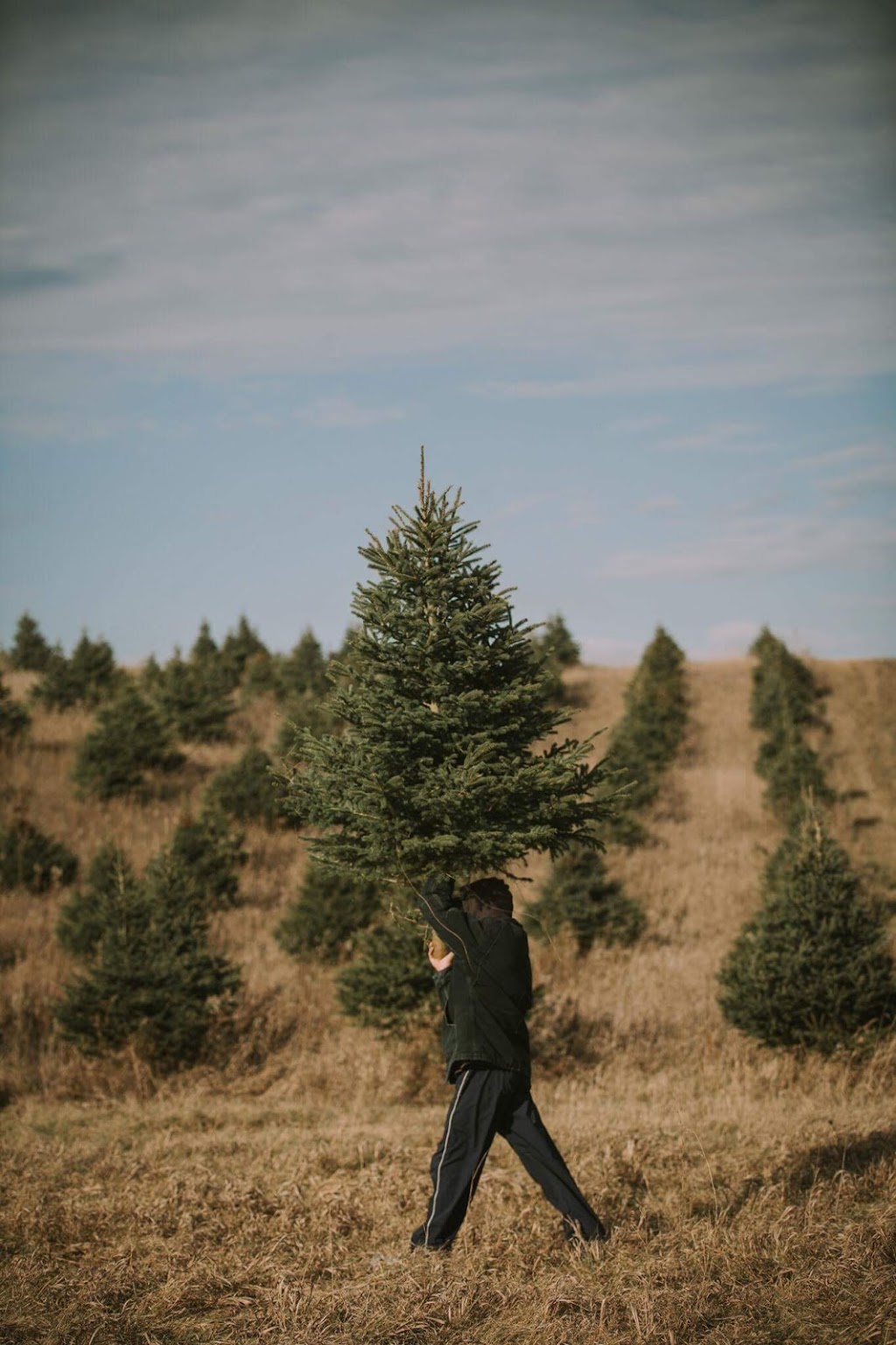 Smalleys Christmas Trees | 7259 Durham Regional Rd 30, Mount Albert, ON L0G 1M0, Canada | Phone: (416) 570-6265