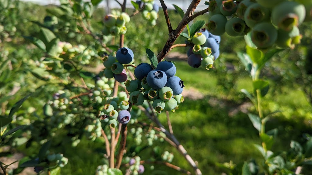 Au Jardin des fées bleues inc | 3710 Rang St Alexis, Saint-Luc-de-Vincennes, QC G0X 3K0, Canada | Phone: (438) 879-5880