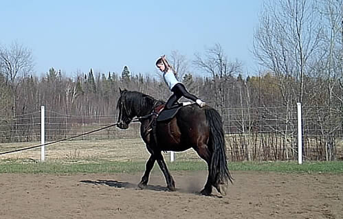 Horses of the Sun | 1944 Forced Rd, Vars, ON K0A 3H0, Canada | Phone: (613) 835-9523