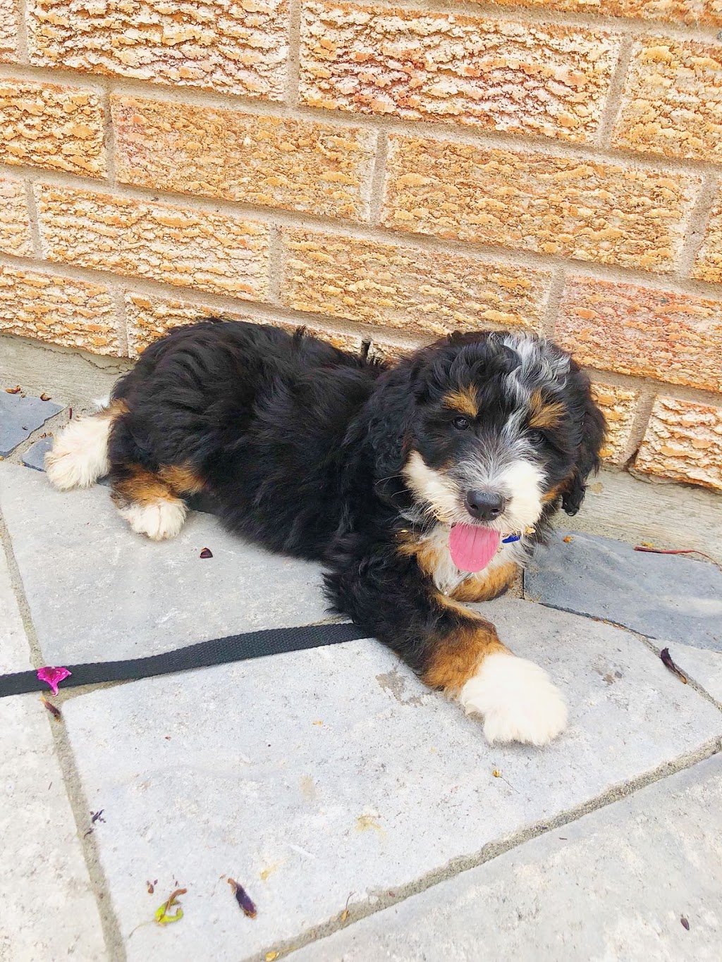 Maple Breeze Kennels Bernedoodles | 5466 Line 84, Listowel, ON N4W 3G9, Canada | Phone: (519) 496-6651