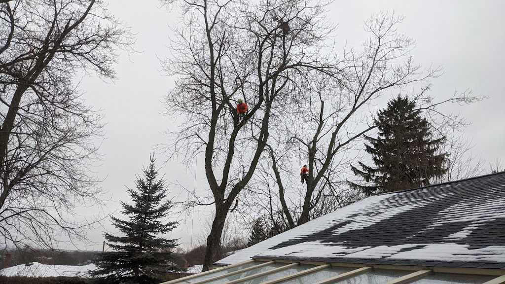 Brooklin Tree Care | 6675 Cochrane St, Whitby, ON L1M 1R4, Canada | Phone: (905) 242-2279