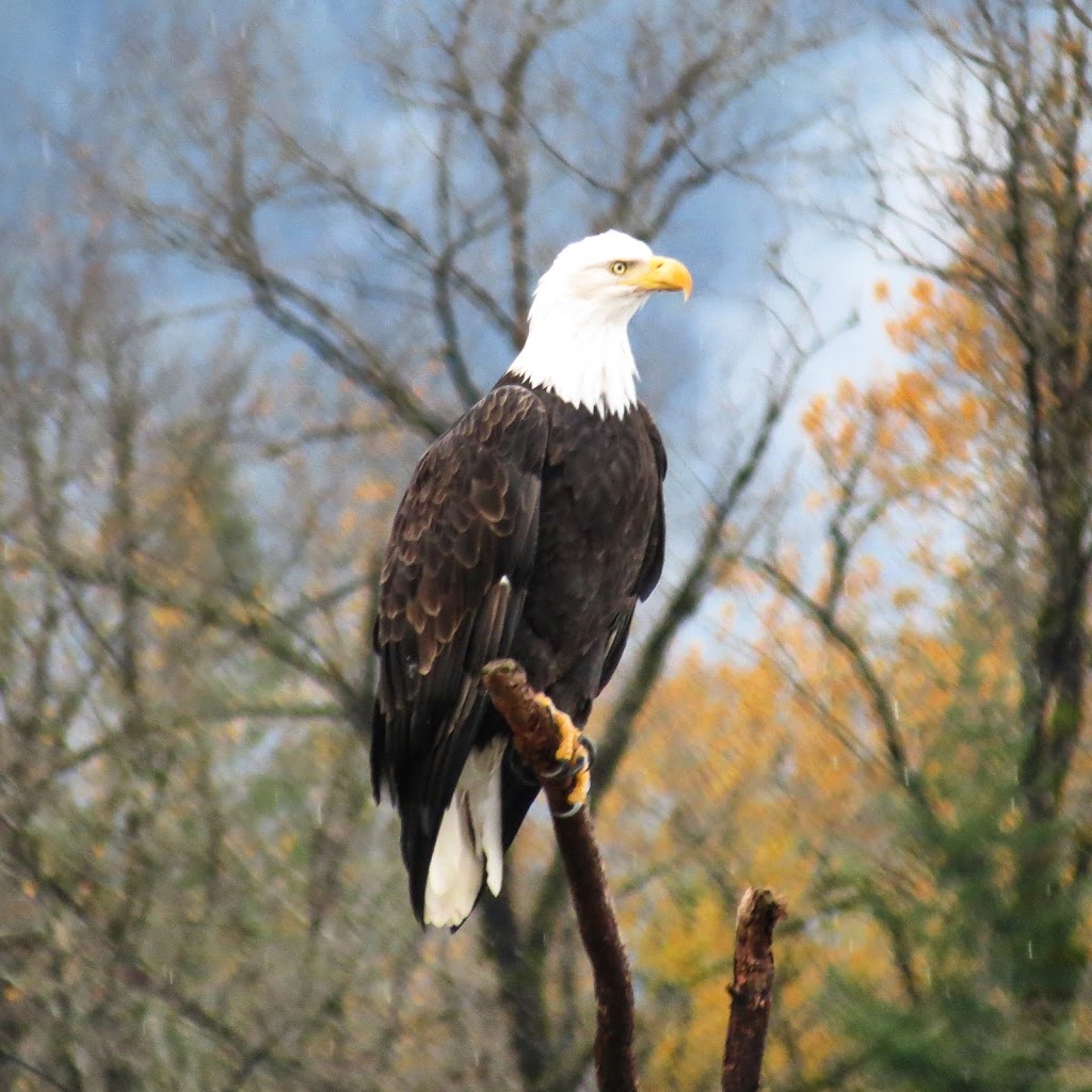 Whistler Fishing Guides | Whistler, BC V8E 1J9, Canada | Phone: (855) 522-3474