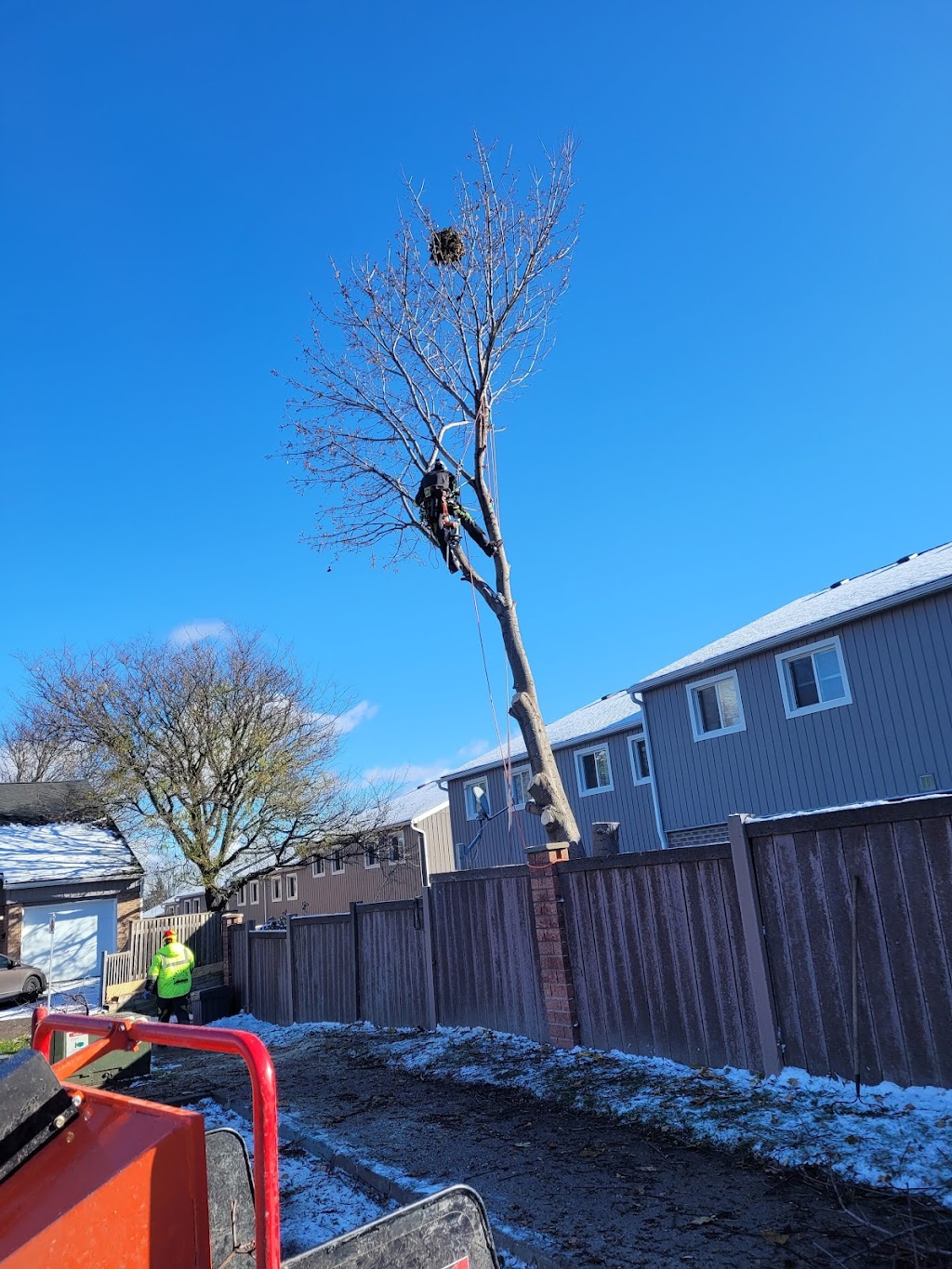 Northside Tree Experts | 64 Scott St, Orillia, ON L3V 4R4, Canada | Phone: (705) 896-5204