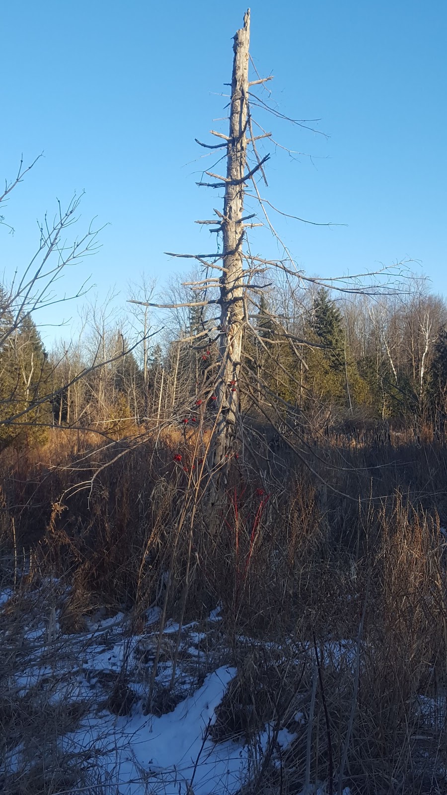 Grange Public Land | 32 Cardwell St, Alton, ON L7K 0E2, Canada