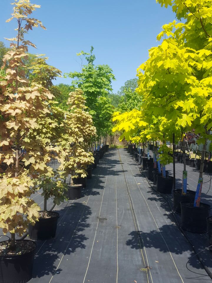 BLUE STAR NURSERY LTD. | 5056 Malden Rd, Windsor, ON N9E 3T9, Canada | Phone: (519) 966-5673