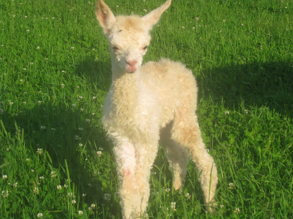 Alpacas Appalachian | 927 Rang Saint-André, Saint-Elzéar, QC G0S 2J2, Canada | Phone: (418) 387-6334