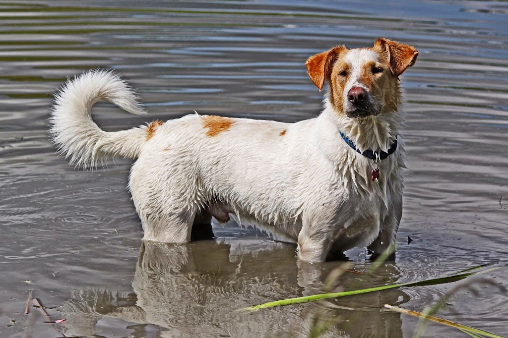 Canine Minds and Manners Dog Training | 3131 68 St NW, Calgary, AB T3B 2J4, Canada | Phone: (403) 816-5629