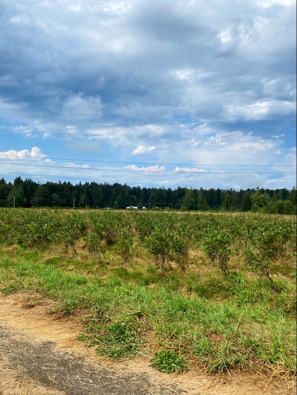 Haslam Creek Berry Farm-certified organic blueberry | 2900 Rugby Road, Nanaimo, BC V9X 1T2. Or, 2900 Beck Rd, Nanaimo, BC V9X 1T2, Canada | Phone: (250) 797-0623