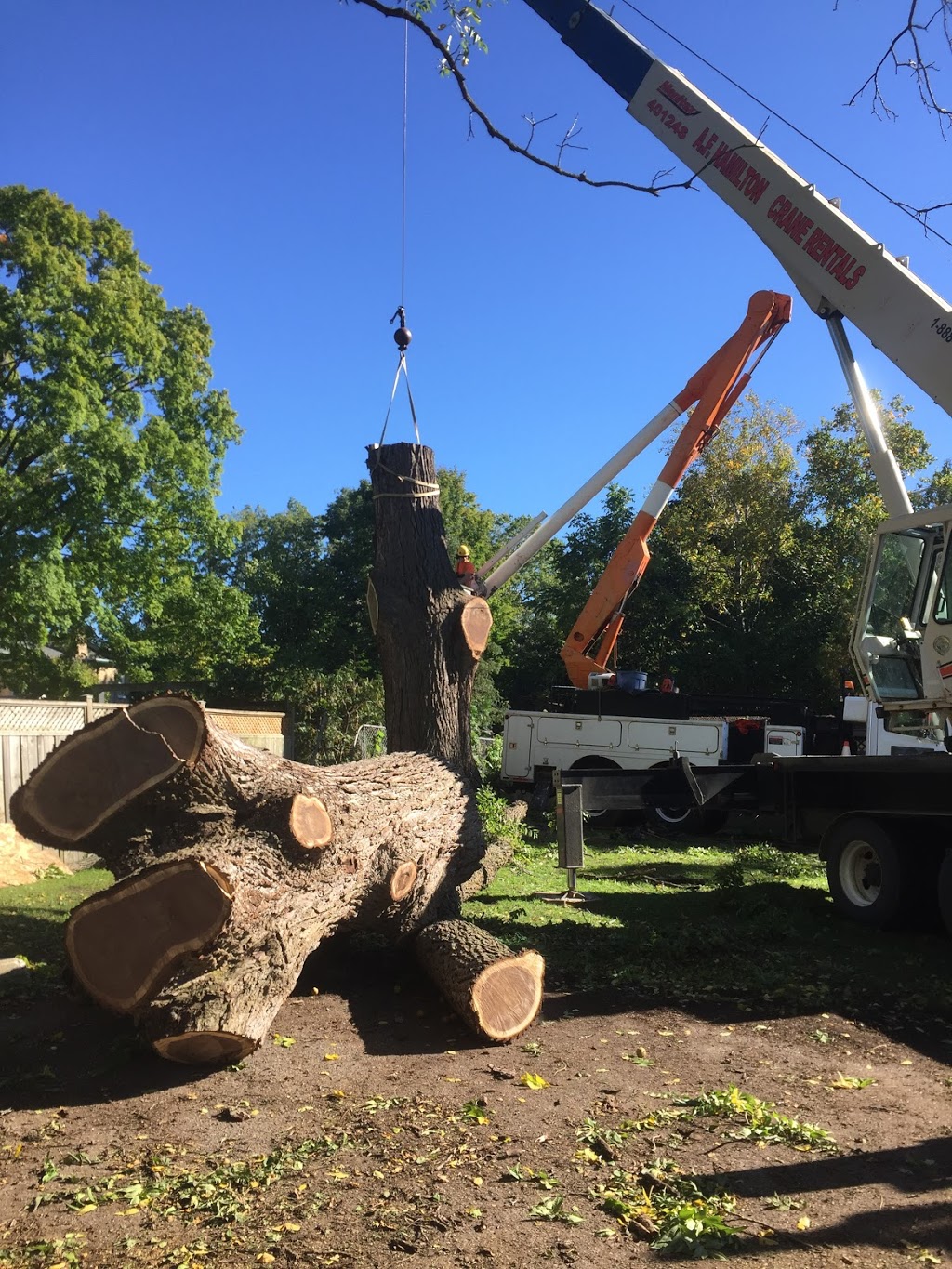 Grover Bros Tree Care | 687377 Oxford 2, Princeton, ON N0J 1V0, Canada | Phone: (519) 757-7166