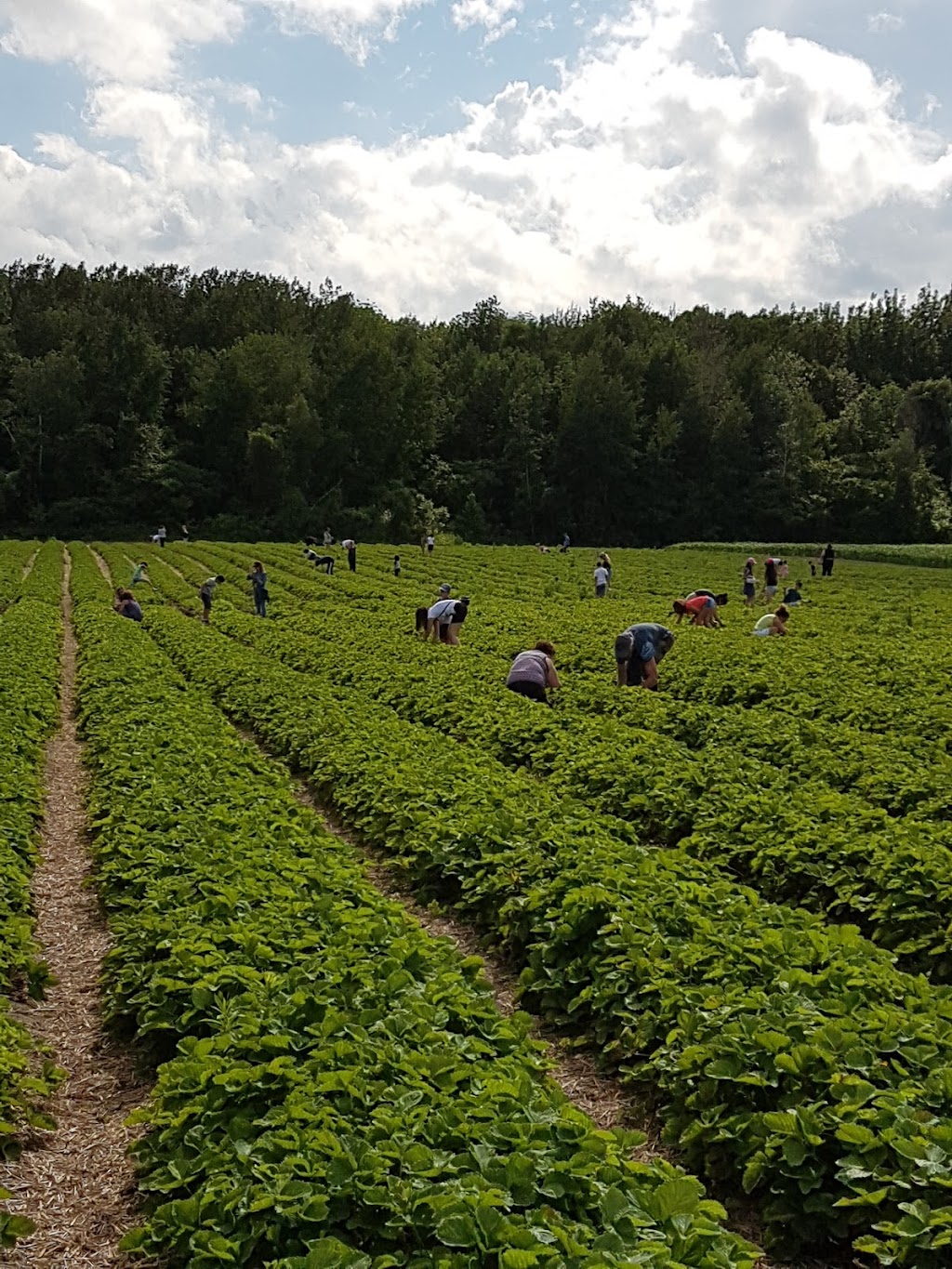 Les fraises Champagne | 1312 Mnt Champagne, Laval, QC H7X 3Z8, Canada | Phone: (514) 893-0333