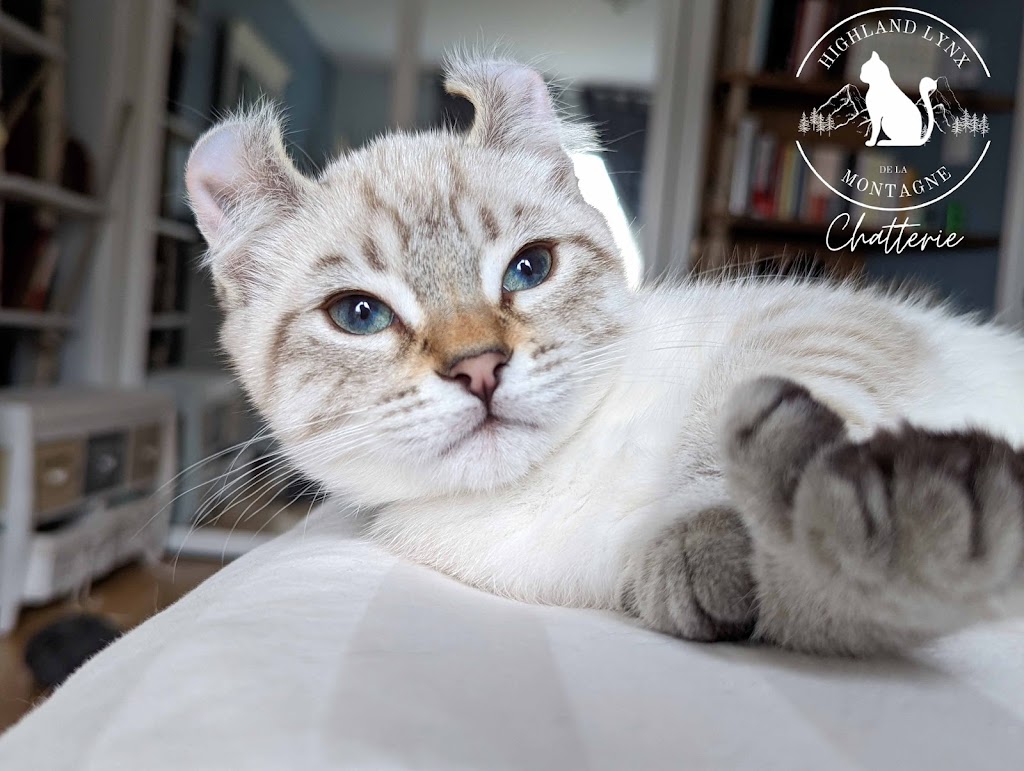 Chatterie Highland Lynx de la Montagne | 233 Rue Laurier, Otterburn Park, QC J3H 1E1, Canada | Phone: (514) 232-2911