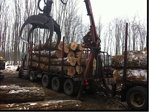 Larry Miscio Logging & Firewood Sales | 1382 Eagle Lake Rd, Eagle Lake, ON K0M 1M0, Canada | Phone: (705) 754-3762