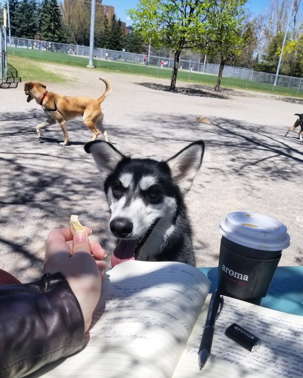 Dog Park | The Glebe, Ottawa, ON K1S 5N5, Canada