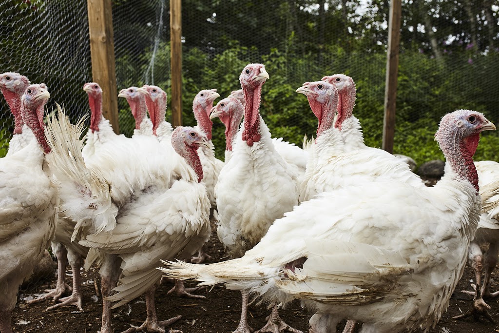 Ferme Eboulmontaise | 2593 Route du Fleuve, Les Éboulements, QC G0A 2M0, Canada | Phone: (418) 633-6767