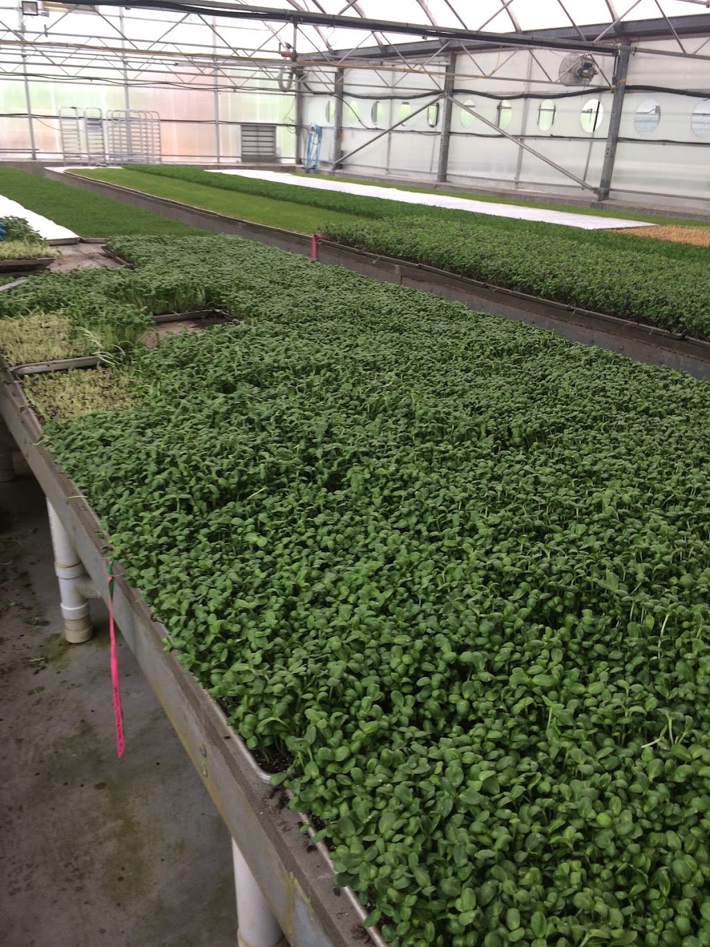 Eatmore Sprouts & Greens Ltd | 2604 Grieve Rd, Courtenay, BC V9J 1S7, Canada | Phone: (250) 338-4860