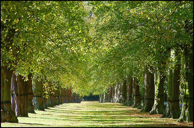 Hardy’s Tree Service | 22509 McCowan Rd, Mount Albert, ON L0G 1M0, Canada | Phone: (905) 251-1195