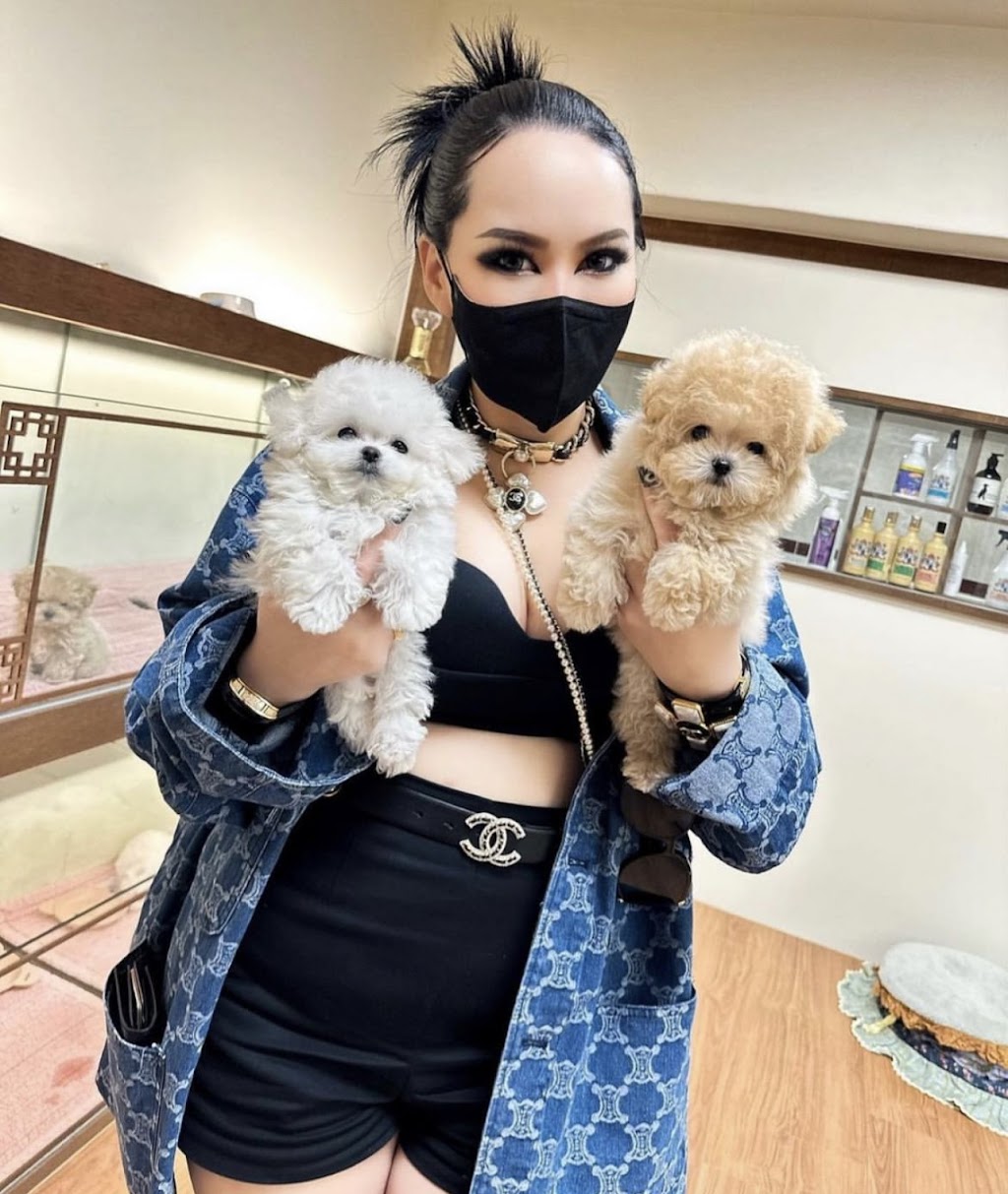 Teacup Dogyam Puppies For Sald | 108 Hendon Ave, North York, ON M2M 1A2, Canada | Phone: (574) 777-3177