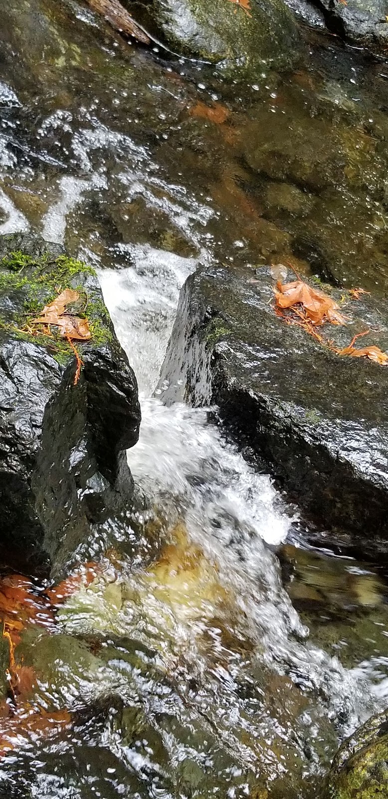 Juan De Fuca Salmon Restoration Society | 2895 Sooke River Rd, Sooke, BC V9Z 0Y1, Canada | Phone: (250) 642-4200