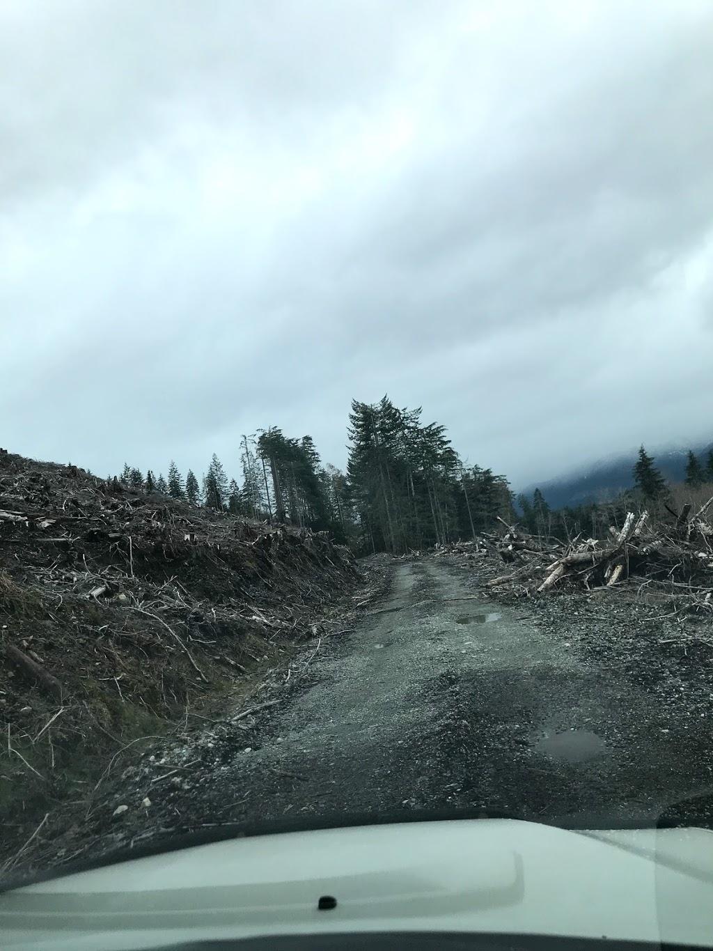 Red Creek Fir - the worlds largest Douglas Fir tree | Juan de Fuca, BC V0S, Canada | Phone: (778) 817-1068