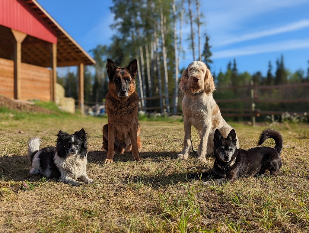 Wettstone Dog Training | 7736 High Country Rd, Lone Butte, BC V0K 1X2, Canada | Phone: (250) 593-4487