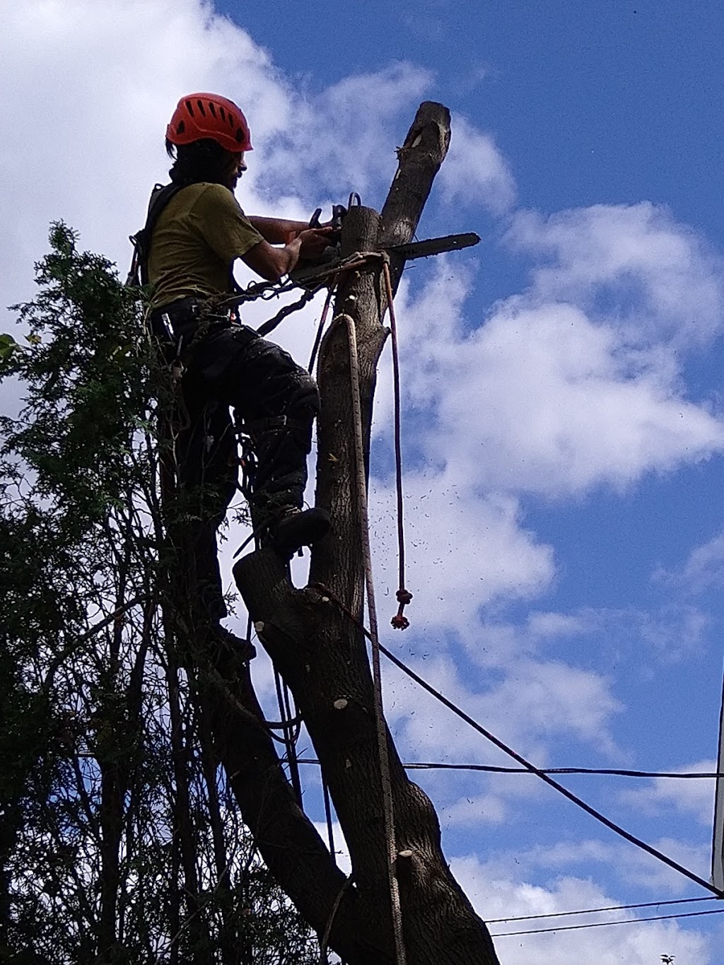 Les Arboristes Grimpeurs | Rue Mazur, Rawdon, QC J0K 1S0, Canada | Phone: (450) 833-1998