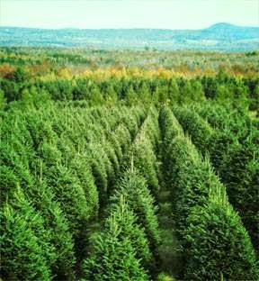 Sapin de Noël, producteur darbre de Noël, Plantation Bernier. | 297 Chemin Brome, Fulford, QC J0E 1S0, Canada | Phone: (450) 534-2417