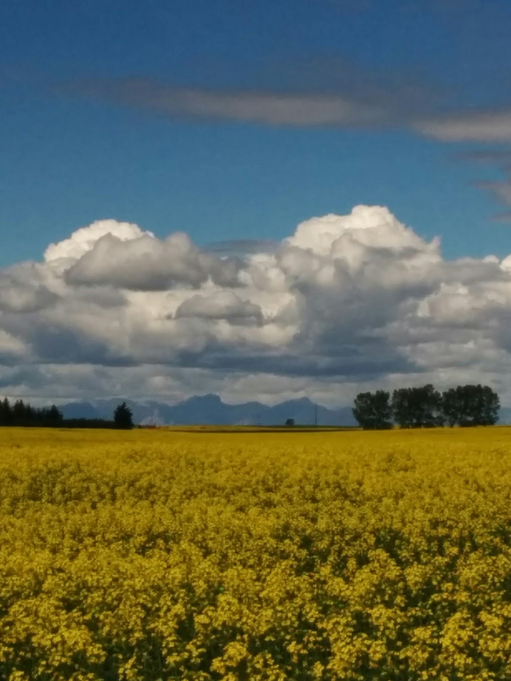 Lions Club of Bearspaw: Farmers Market & Event Venue | 25240 Nagway Rd, Calgary, AB T3R 1A1, Canada | Phone: (403) 239-0201