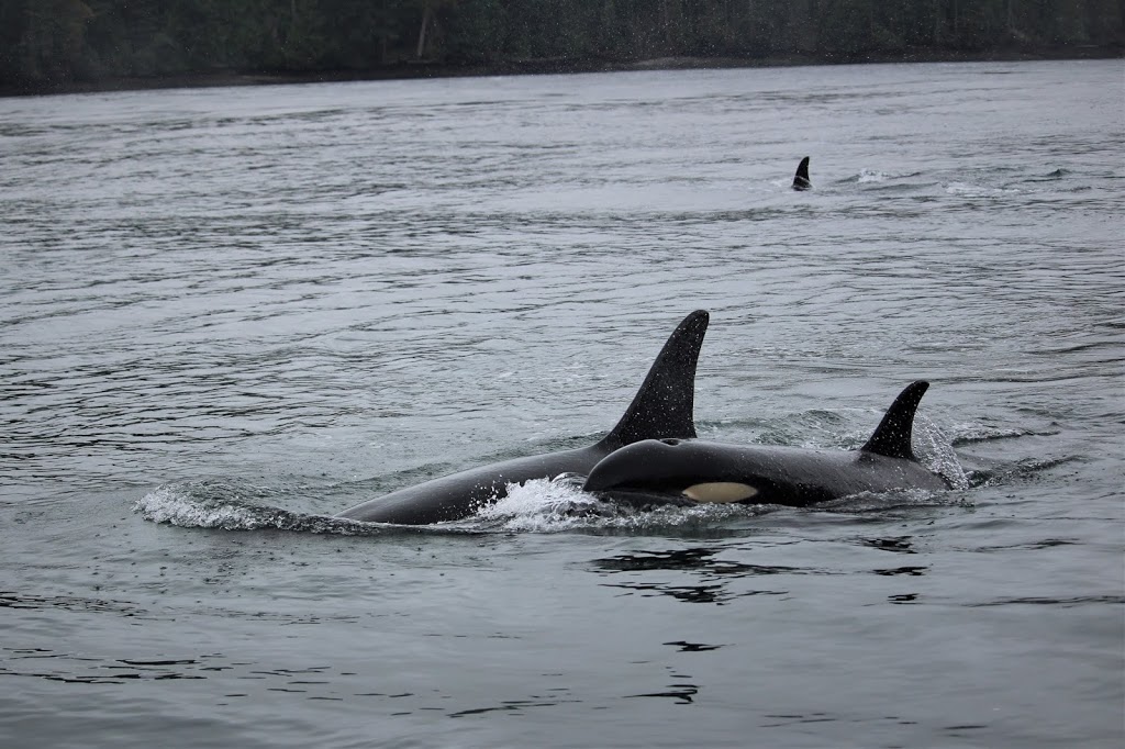 Sidney Whale Watching | 2537 Beacon Ave, Sidney, BC V8L 1Y2, Canada | Phone: (250) 656-7599