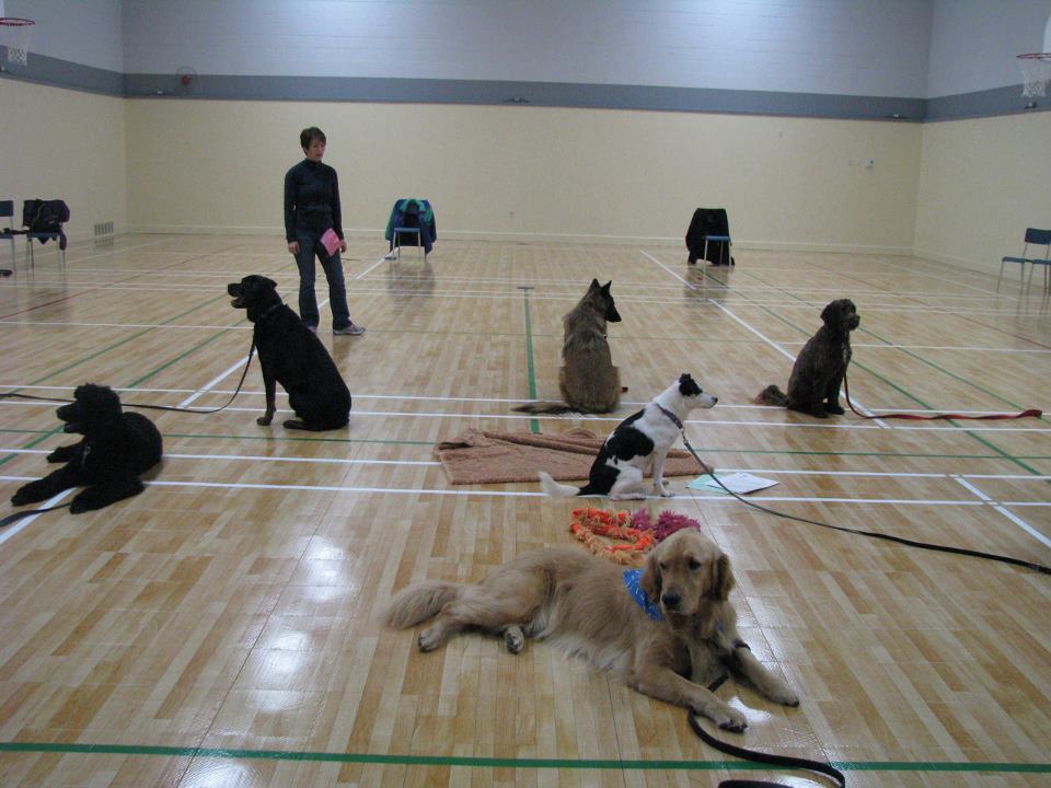 Dittos Canine Learning Centre | 45 School St, Mahone Bay, NS B0J 2E0, Canada | Phone: (902) 624-0800