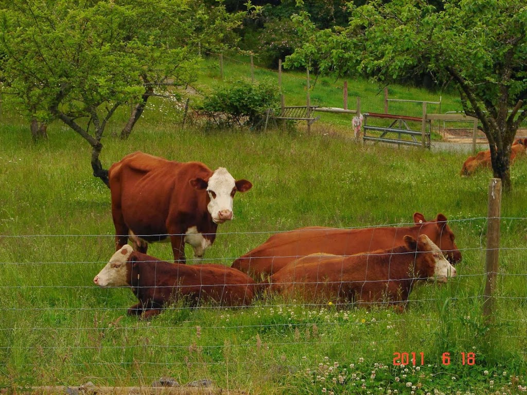 Maple Bay Farm | 1100 Herd Rd, Duncan, BC V9L 5W9, Canada | Phone: (250) 710-6025