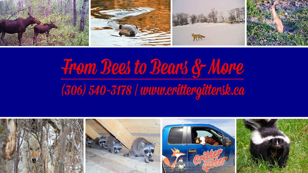 Critter Gitter Wildlife Control Services | 1101 6 Ave, Regina Beach, SK S0G 4C0, Canada | Phone: (306) 540-3178