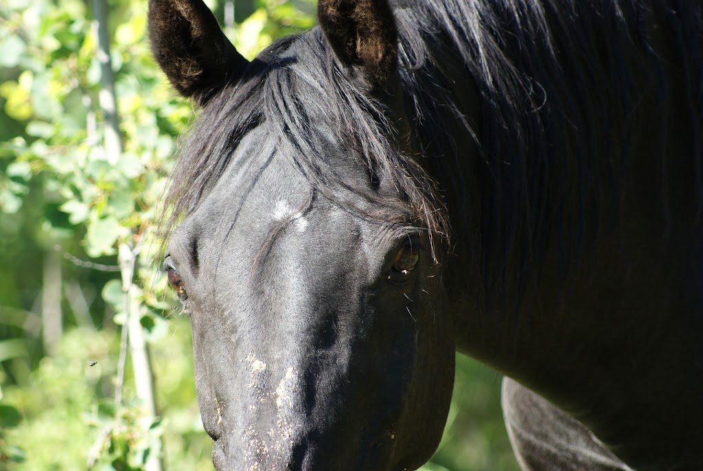 High Country Equestrian Center | 240020 Range Rd 42, Calgary, AB T3Z 2X3, Canada | Phone: (403) 242-9387