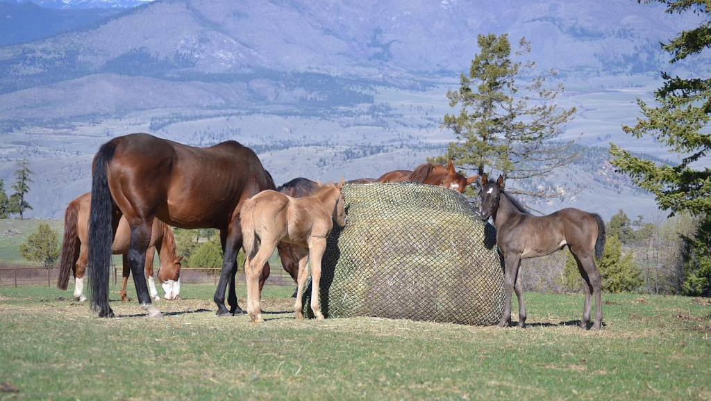 Charles Ranch Equine | 3700 BC-97C, Ashcroft, BC V0K 1A0, Canada | Phone: (250) 457-7426