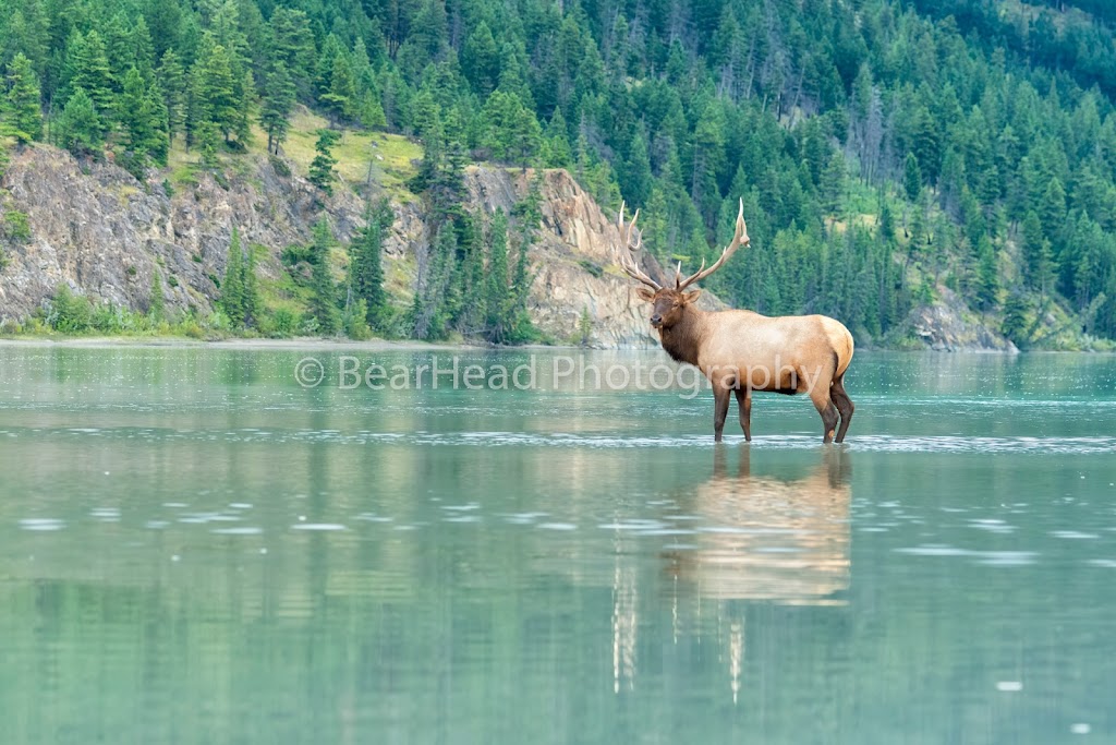 BearHead Photography Gallery-Banff | 201 Lynx St, Banff, AB T1L 1K5, Canada | Phone: (403) 493-9611