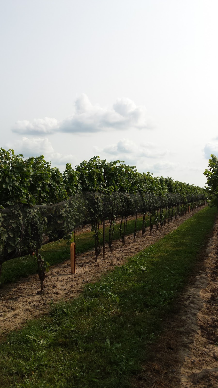 Ontario Tender Fruit Producers Marketing Board | 1634 S Service Rd, St. Catharines, ON L2R 6P9, Canada | Phone: (905) 688-0990