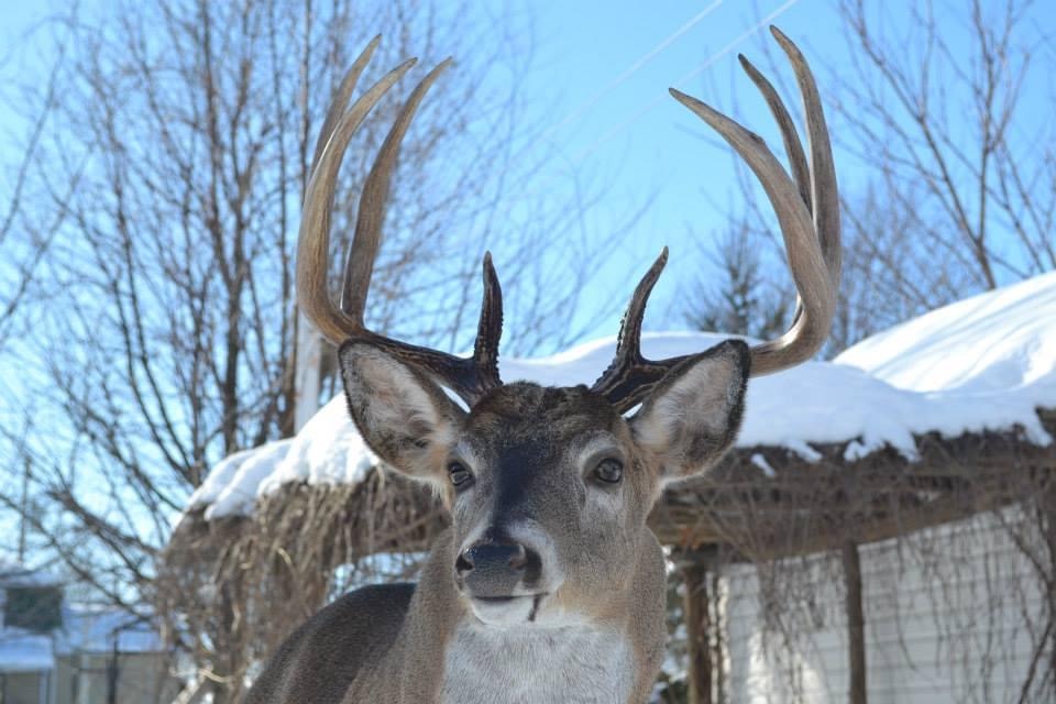 Alain Paquette Taxidermiste | 139 Rue Saint-Étienne, Saint-Damase, QC J0H 1J0, Canada | Phone: (450) 797-3460