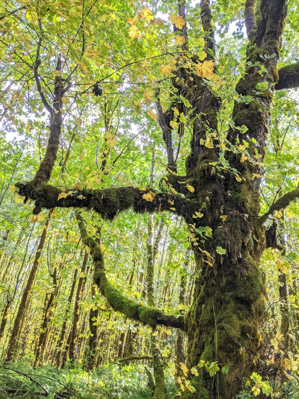 Fossli Park Trail | Unnamed Road, Alberni-Clayoquot D, BC V0R 2B0, Canada | Phone: (250) 720-2700