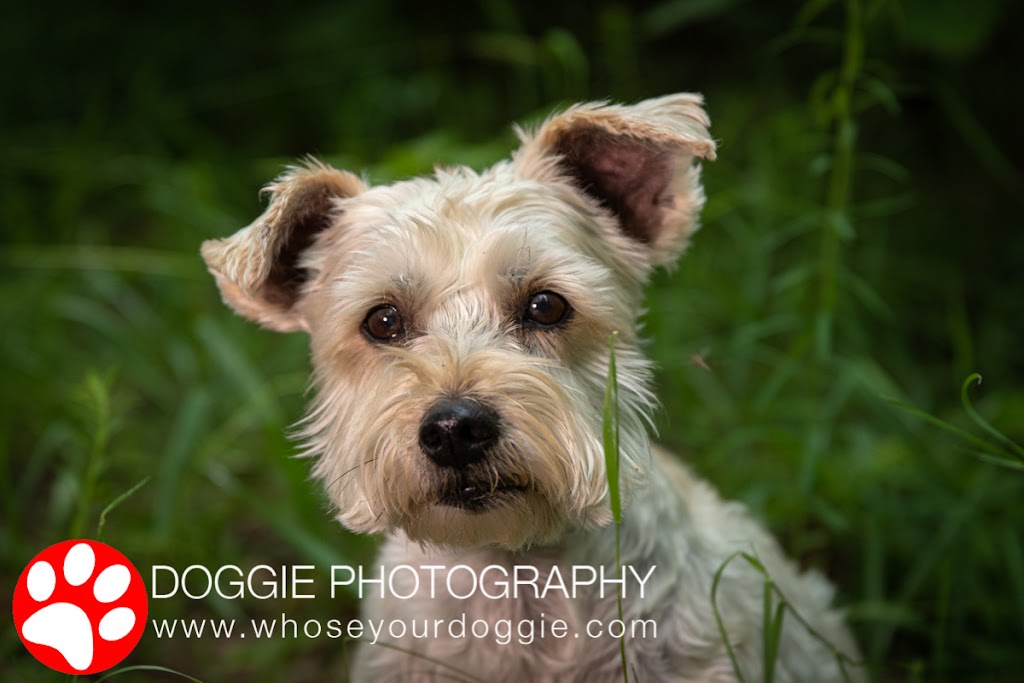 Doggie Photography | 160 Kulawy Dr NW, Edmonton, AB T6L 6Y9, Canada | Phone: (780) 966-1941