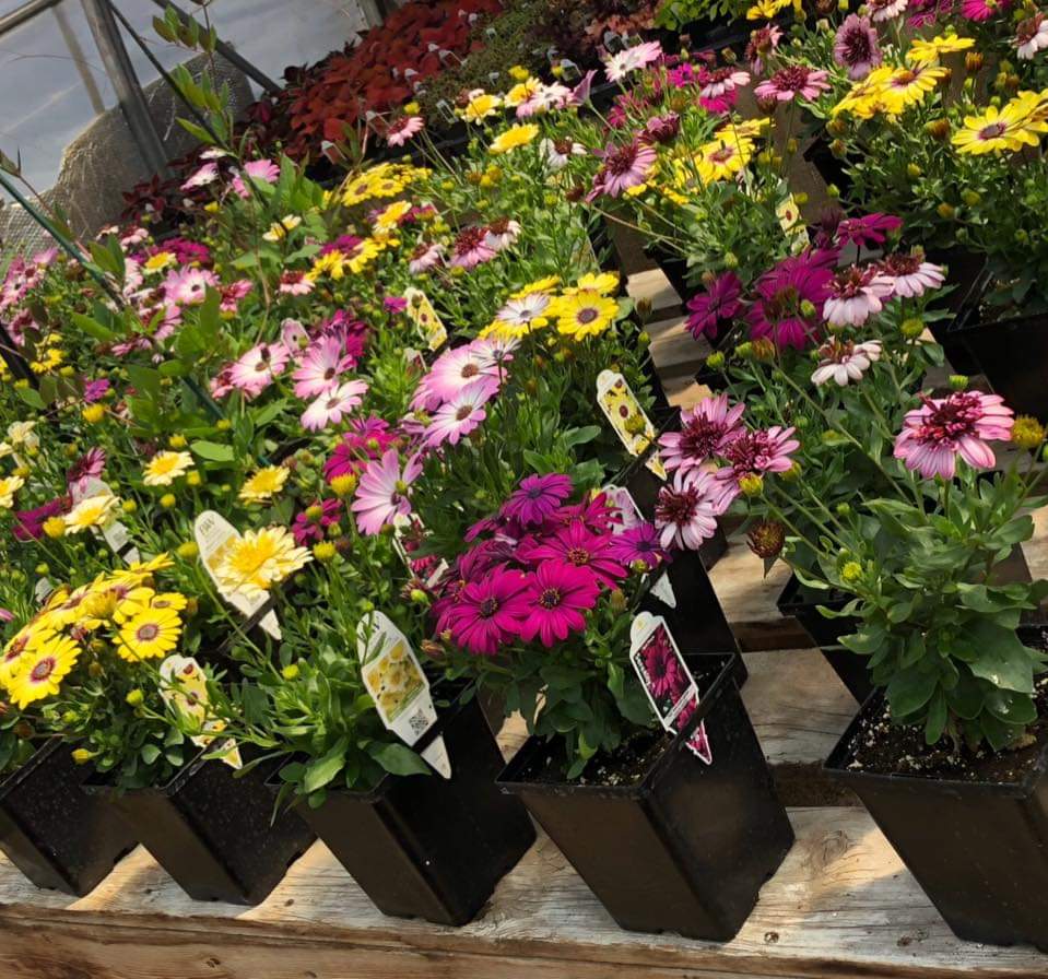 LCJ Greenhouses | 56102 Range Rd 241, Bon Accord, AB T0A 0K4, Canada | Phone: (780) 983-5871