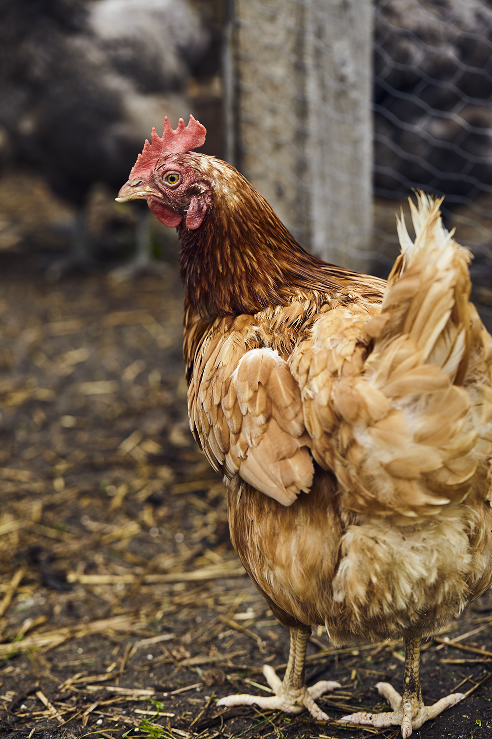 Ferme Eboulmontaise | 2593 Route du Fleuve, Les Éboulements, QC G0A 2M0, Canada | Phone: (418) 633-6767