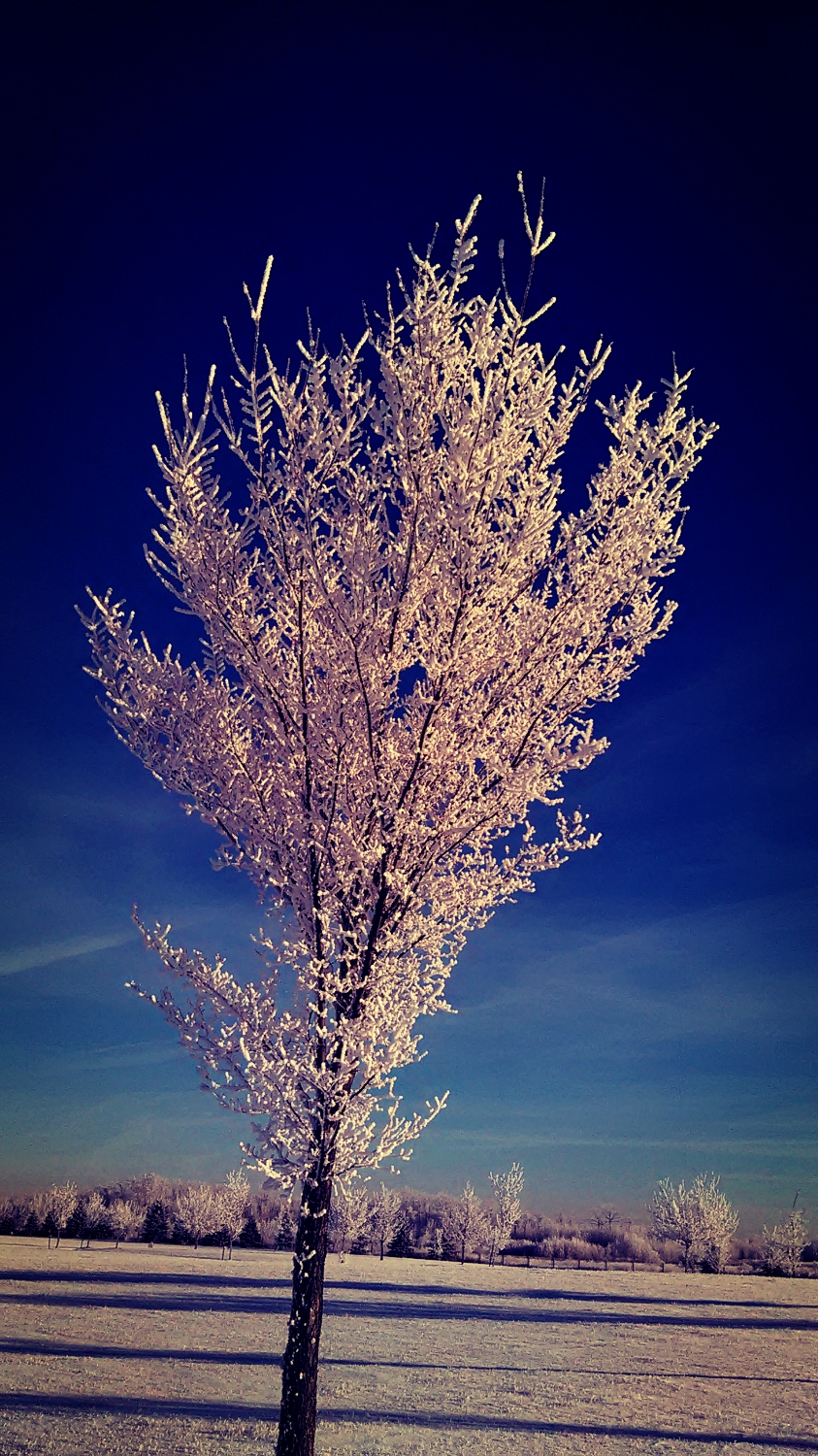 St. Stephens Cemetery | 20303 Meridian St NW, Edmonton, AB T5Y 6E6, Canada | Phone: (780) 377-0277